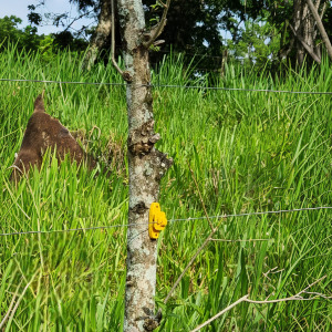 Instalación del Aislador Cerca Viva